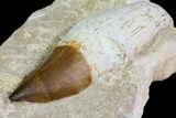 Huge, Rooted Mosasaur (Prognathodon) Tooth #114479-2